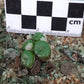 Conophytum auriflorum subsp. turbiniforme (Spektakel Pass)