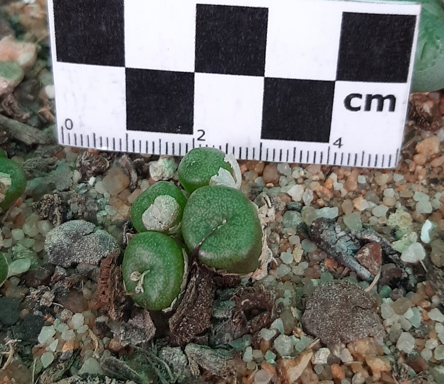 Conophytum auriflorum subsp. turbiniforme (Spektakel Pass)