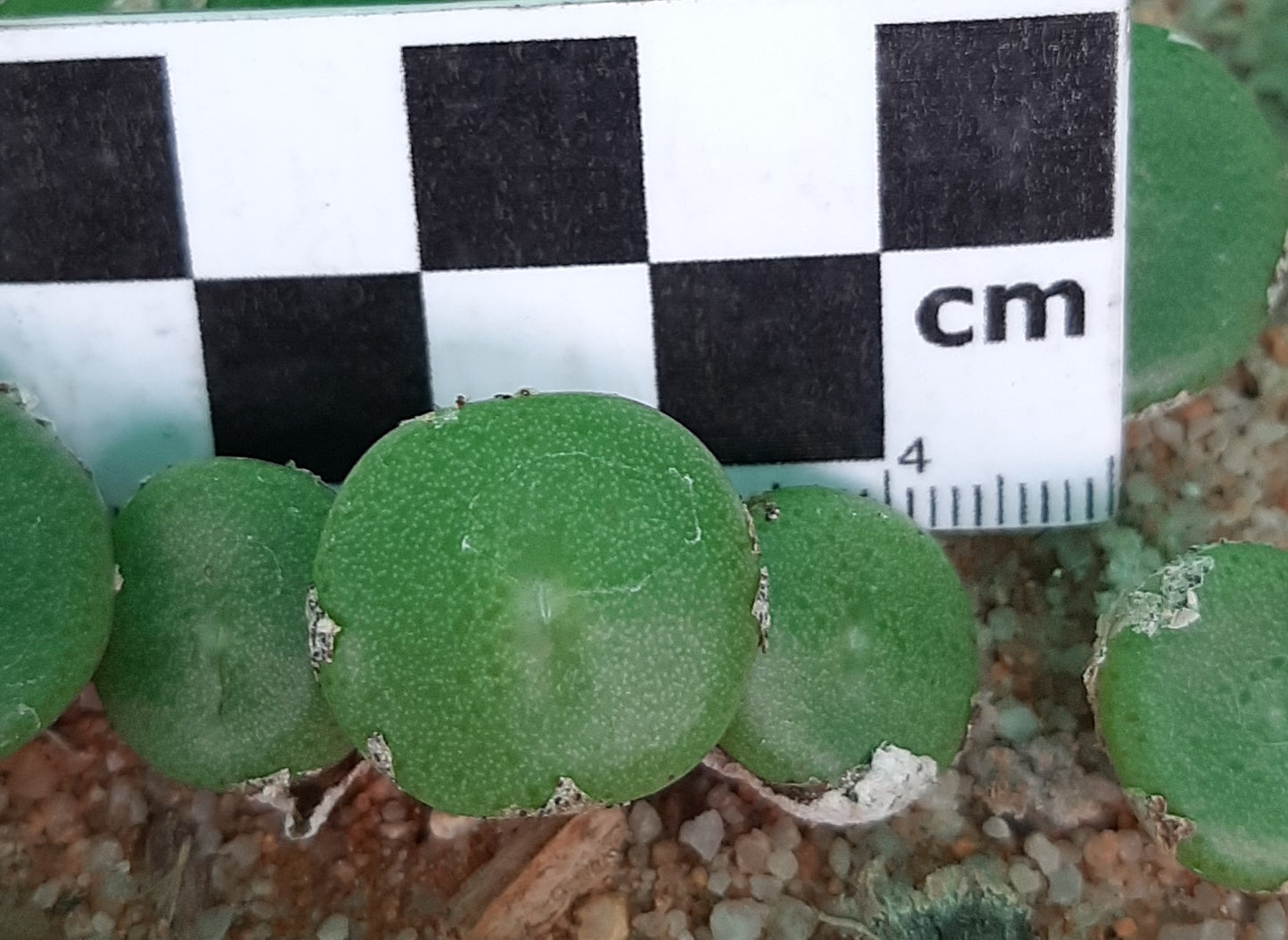 Conophytum ricardianum subsp. ricardianum (Lorelei)