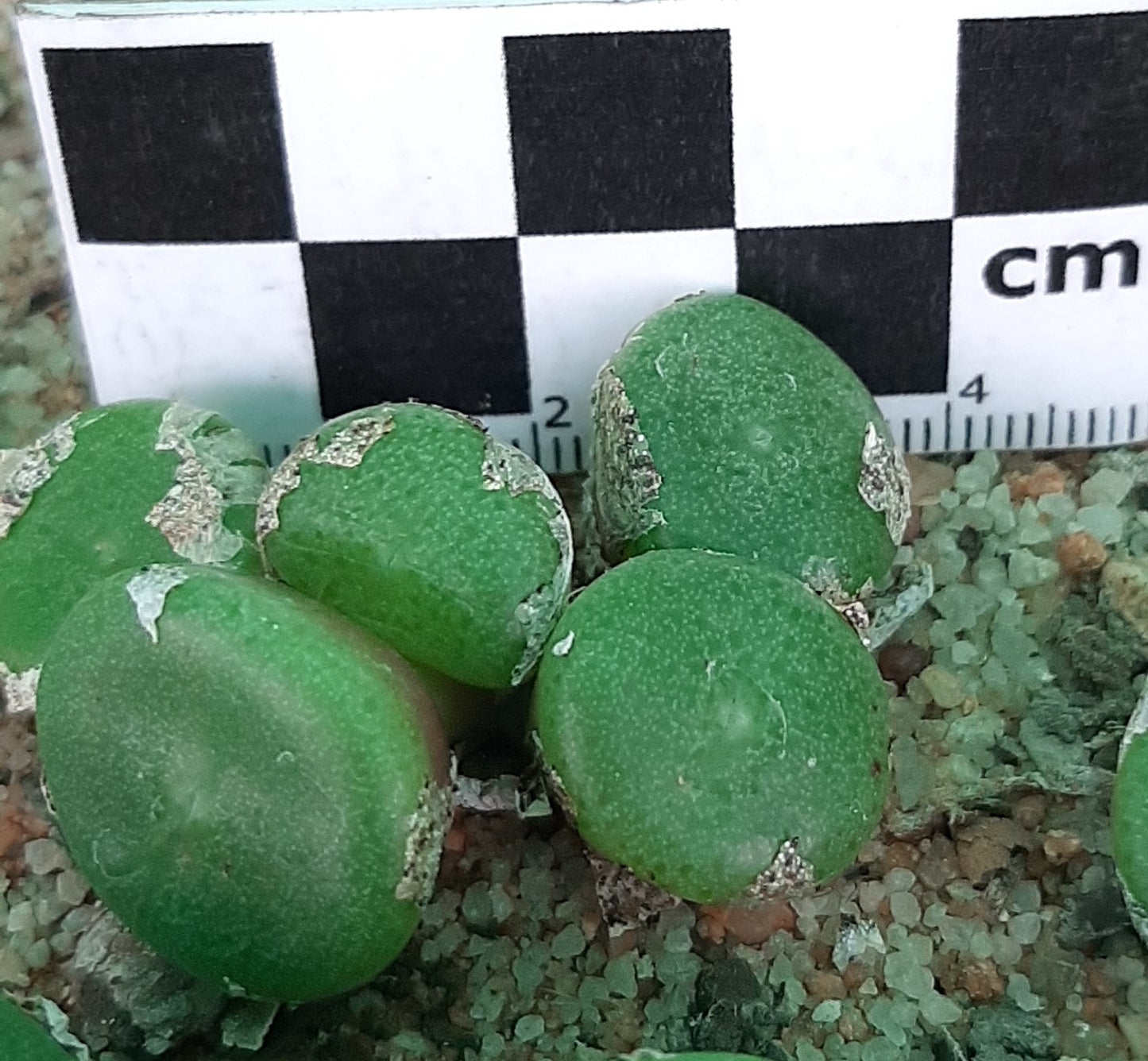 Conophytum ricardianum subsp. ricardianum (Lorelei)