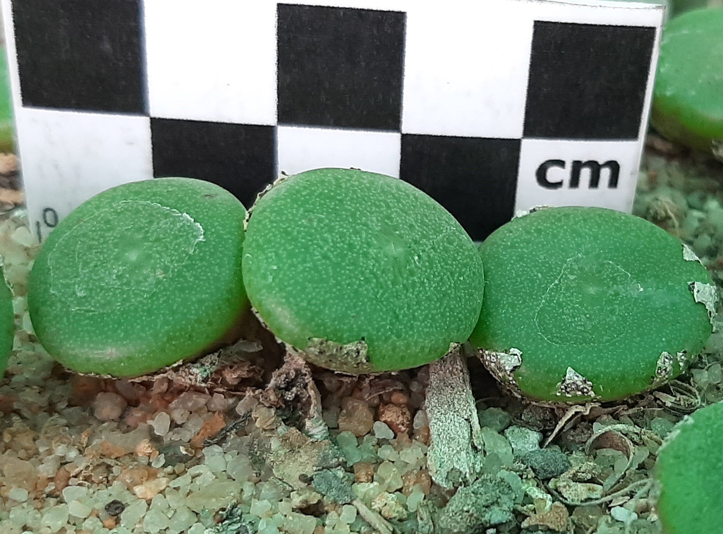 Conophytum ricardianum subsp. ricardianum (Lorelei)