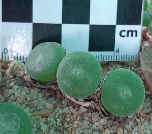 Conophytum ernstii subsp. ernstii (Sendelingsdrif)