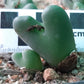 Conophytum bilobum var. elishae