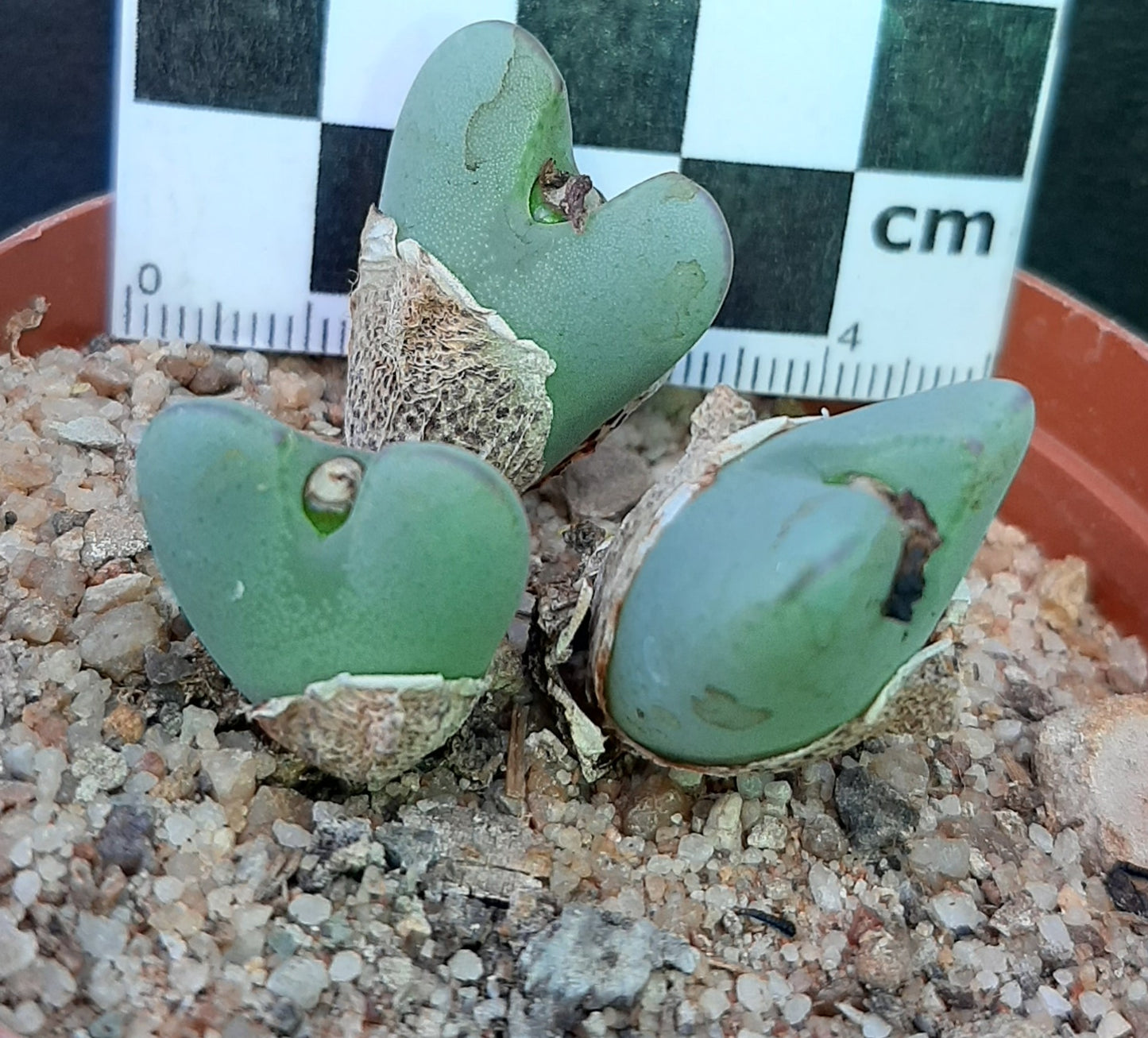 Conophytum bilobum var. elishae