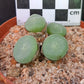 Conophytum ernstii subsp. ernstii (Sendelingsdrif)