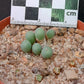 Conophytum breve (Springbok)