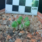 Conophytum marginatum subsp. haramoepense (Short lobed form)