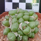 Conophytum saxetanum