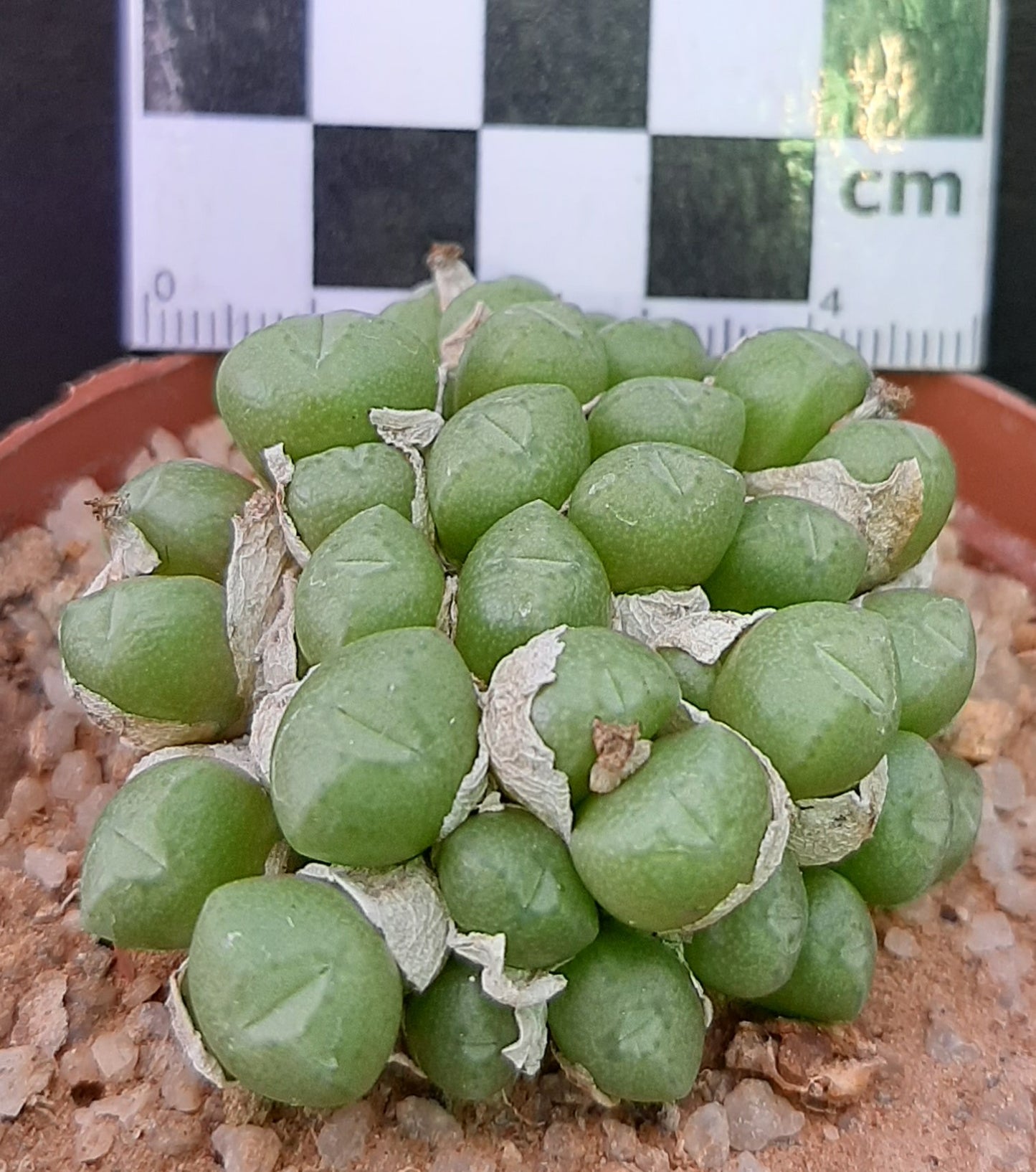 Conophytum saxetanum