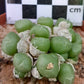 Conophytum saxetanum