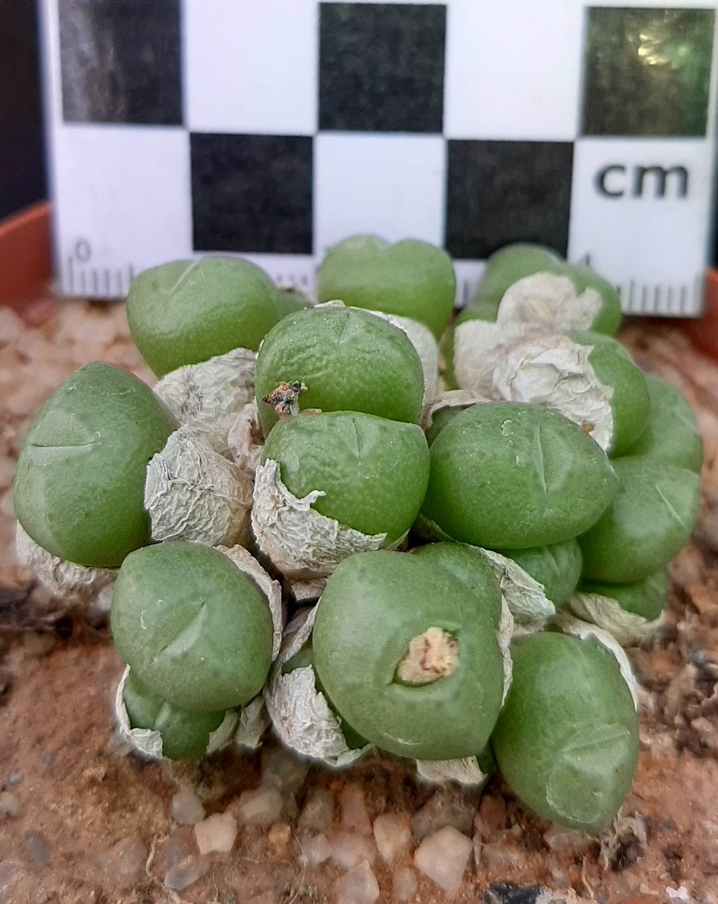 Conophytum saxetanum