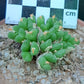 Conophytum hians (thin form)