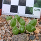 Conophytum loescheanum