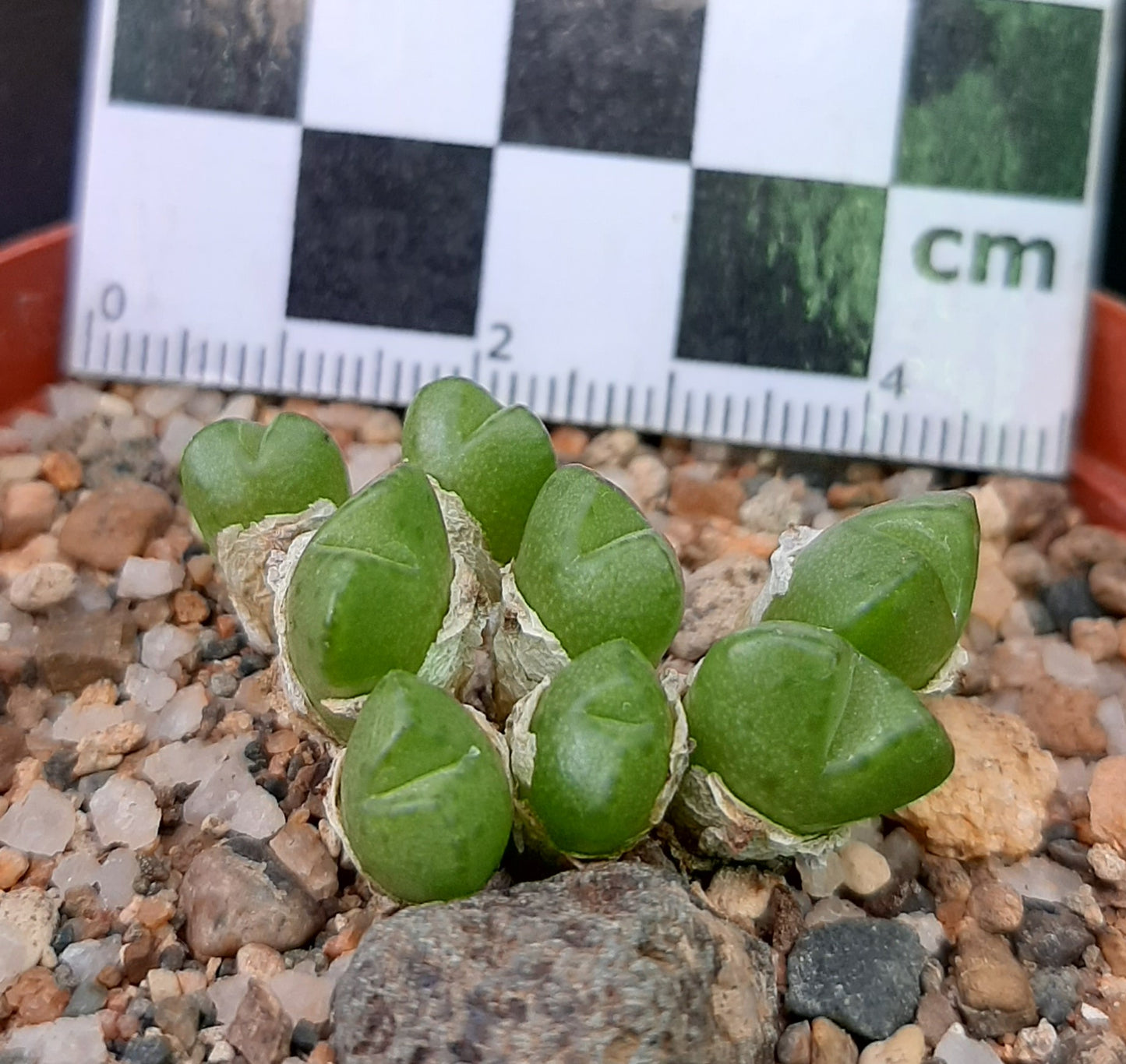 Conophytum loescheanum