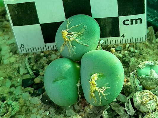 Conophytum minutum var. pearsonii