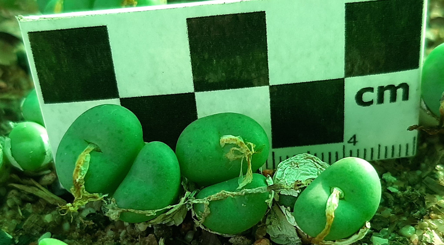 Conophytum minutum var. minutum