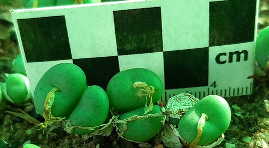 Conophytum minutum var. minutum