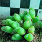 Conophytum hians (thin form)