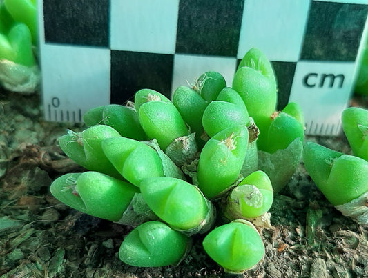 Conophytum hians (thin form)
