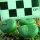 Conophytum francoiseae (Vyftienmyl-se-Berg)