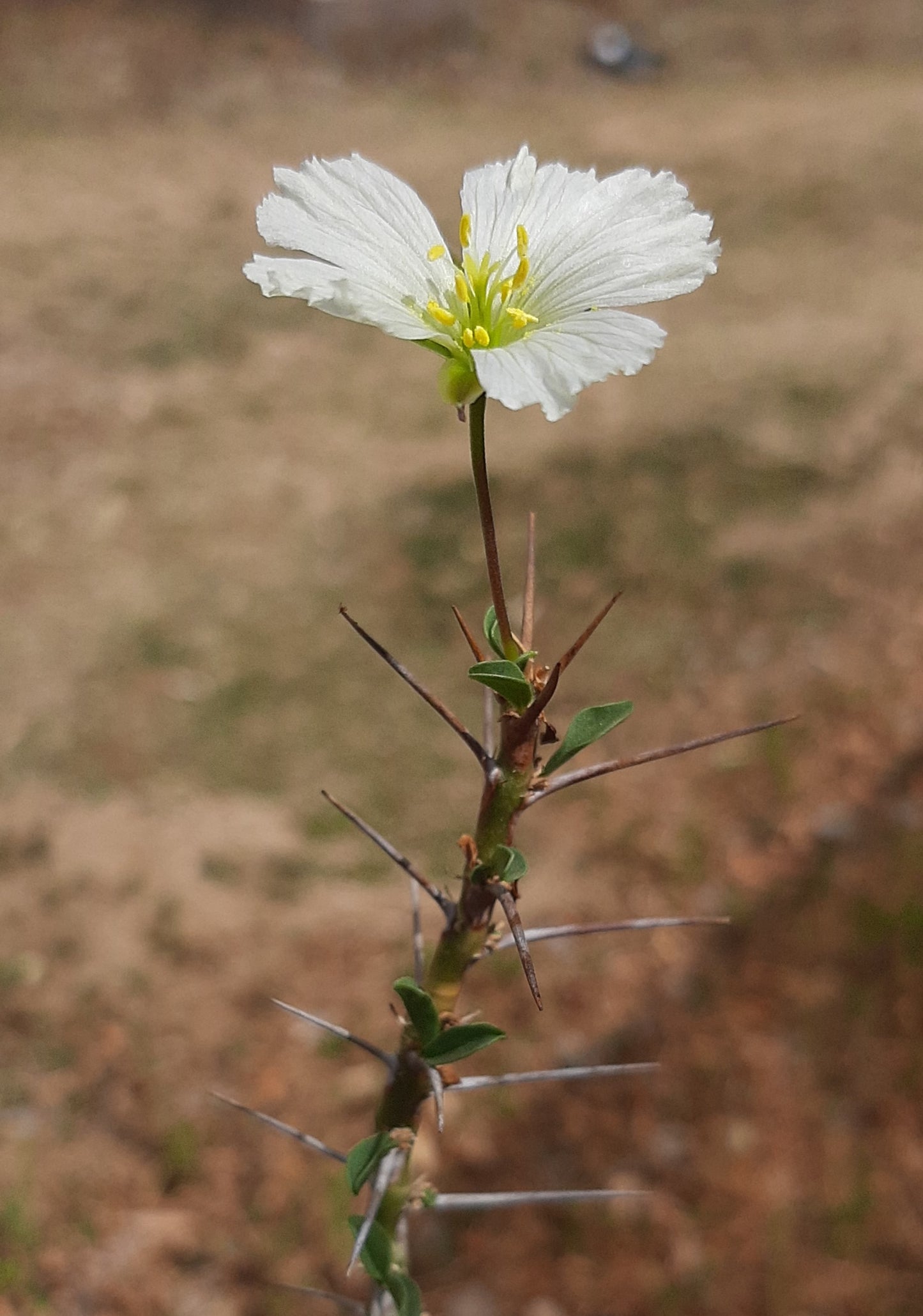 Monsonia (Sarcocaulon) camdeboensis - Karoo Bushman Candle