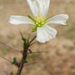 Monsonia (Sarcocaulon) camdeboensis - Karoo Bushman Candle