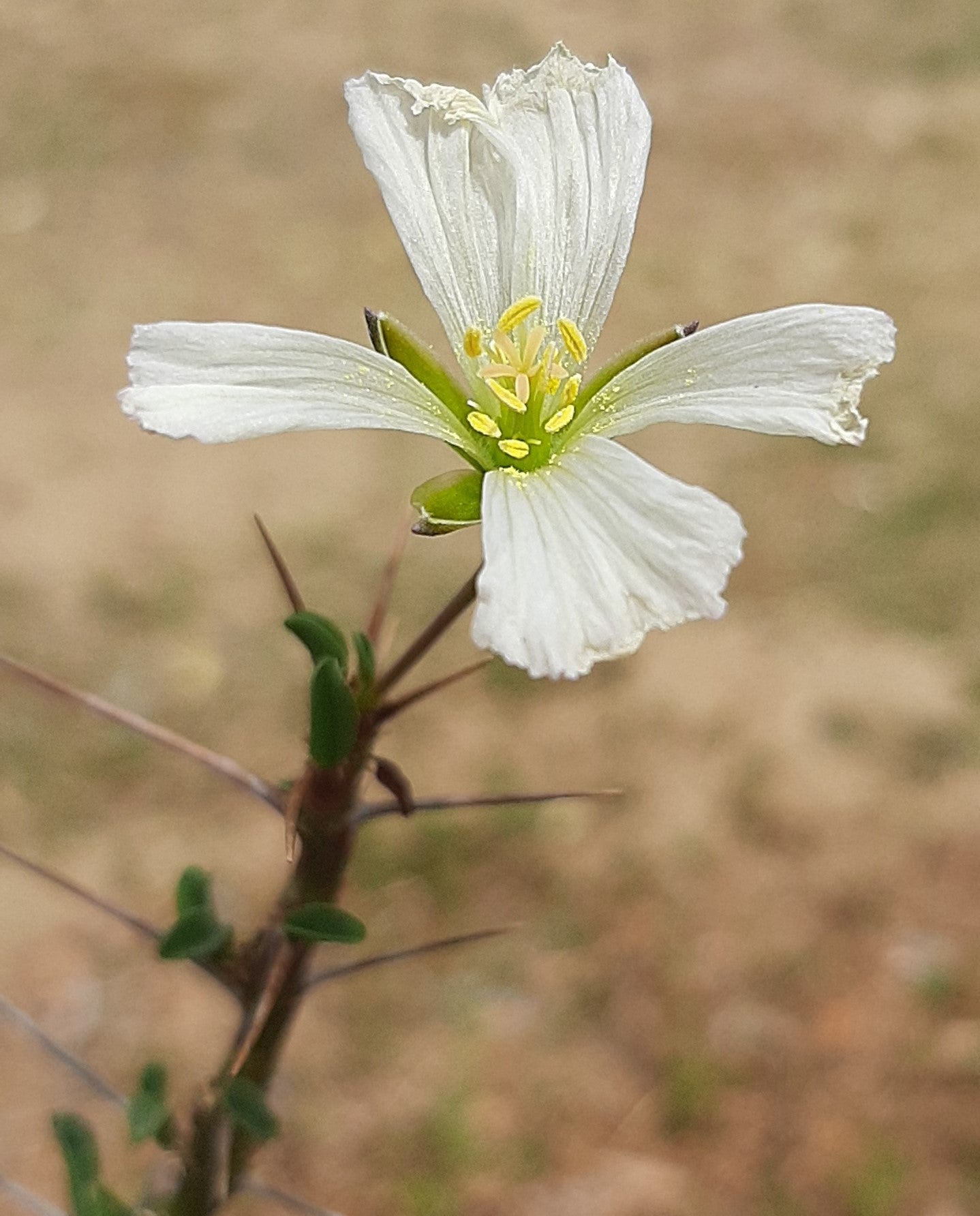 Sarcocaulon Combo - Karoo and Fishriver Bushcandles