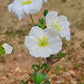 Monsonia (Sarcocaulon) vanderietiae - Albany Candle Bush