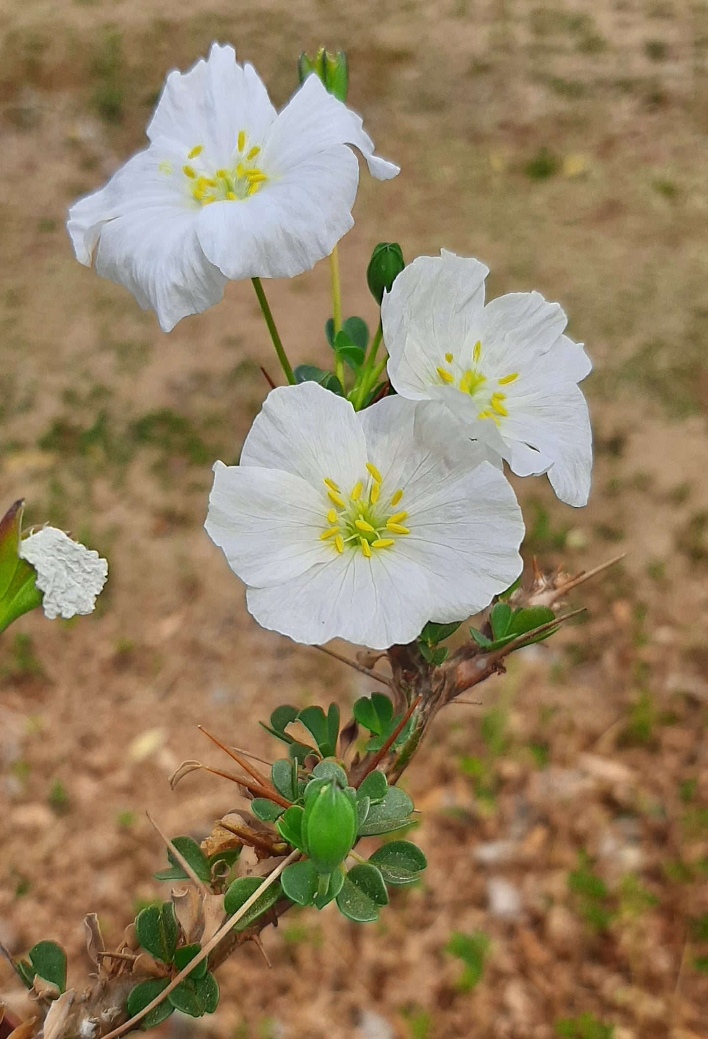 Monsonia (Sarcocaulon) vanderietiae - Albany Candle Bush