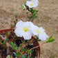 Monsonia (Sarcocaulon) vanderietiae - Albany Candle Bush
