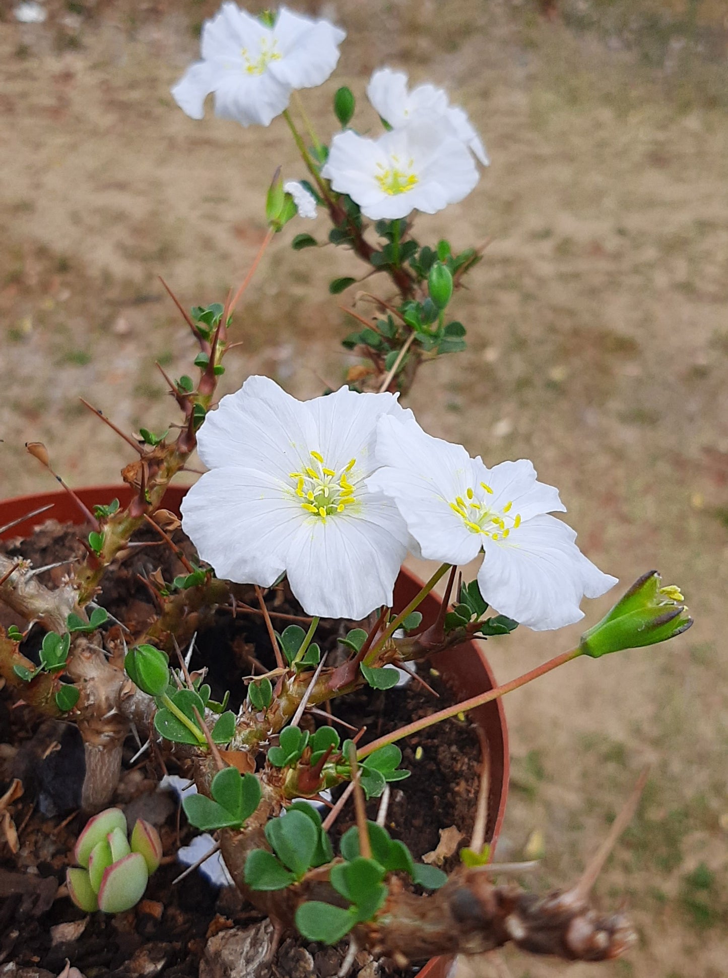Monsonia (Sarcocaulon) vanderietiae - Albany Candle Bush