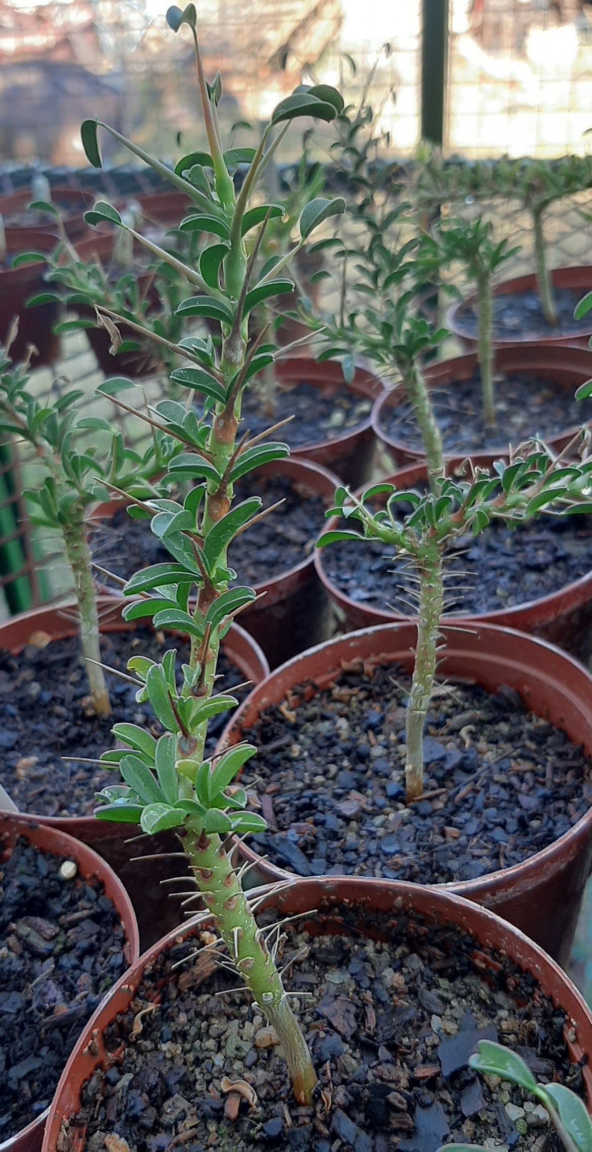 Sarcocaulon Combo - Karoo and Fishriver Bushcandles