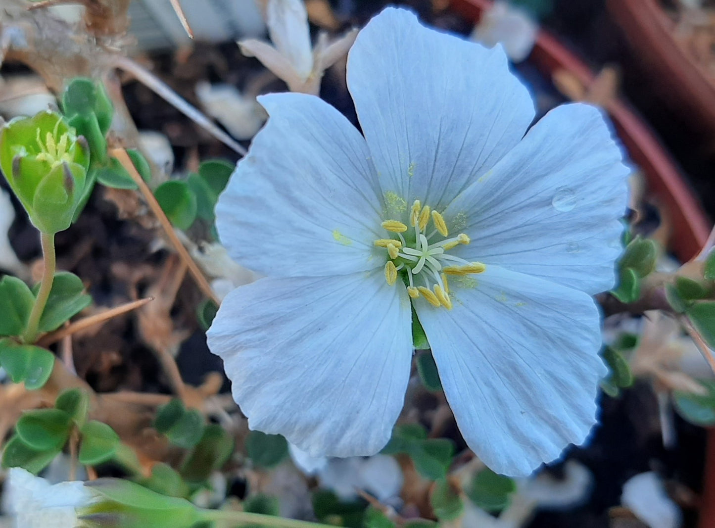 Sarcocaulon Combo - Karoo and Fishriver Bushcandles