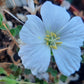 Monsonia (Sarcocaulon) vanderietiae - Albany Candle Bush