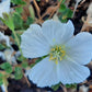 Monsonia (Sarcocaulon) vanderietiae - Albany Candle Bush