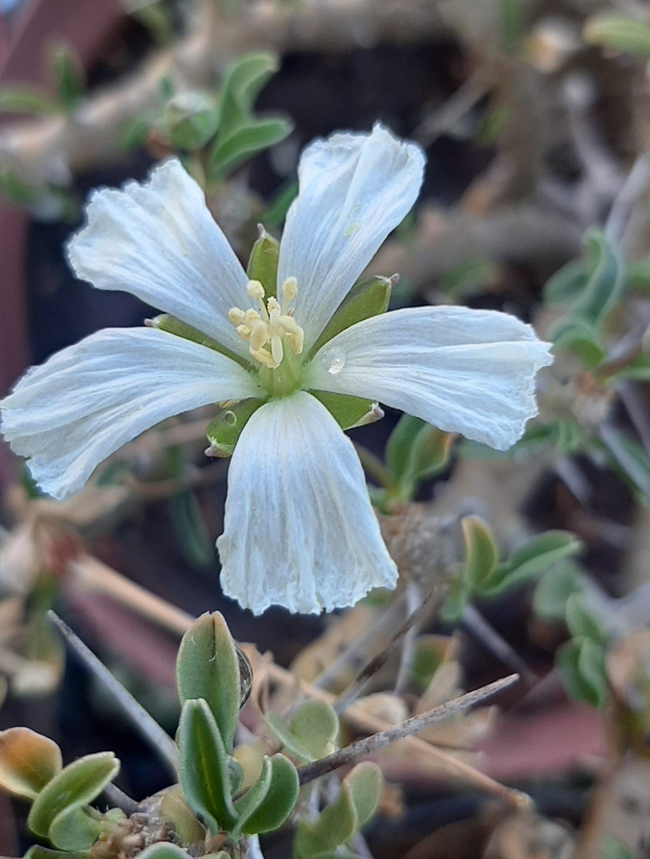 Monsonia (Sarcocaulon) camdeboensis - Karoo Bushman Candle