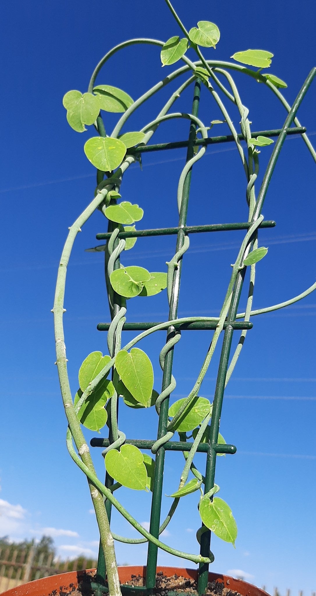Ceropegia haygarthii