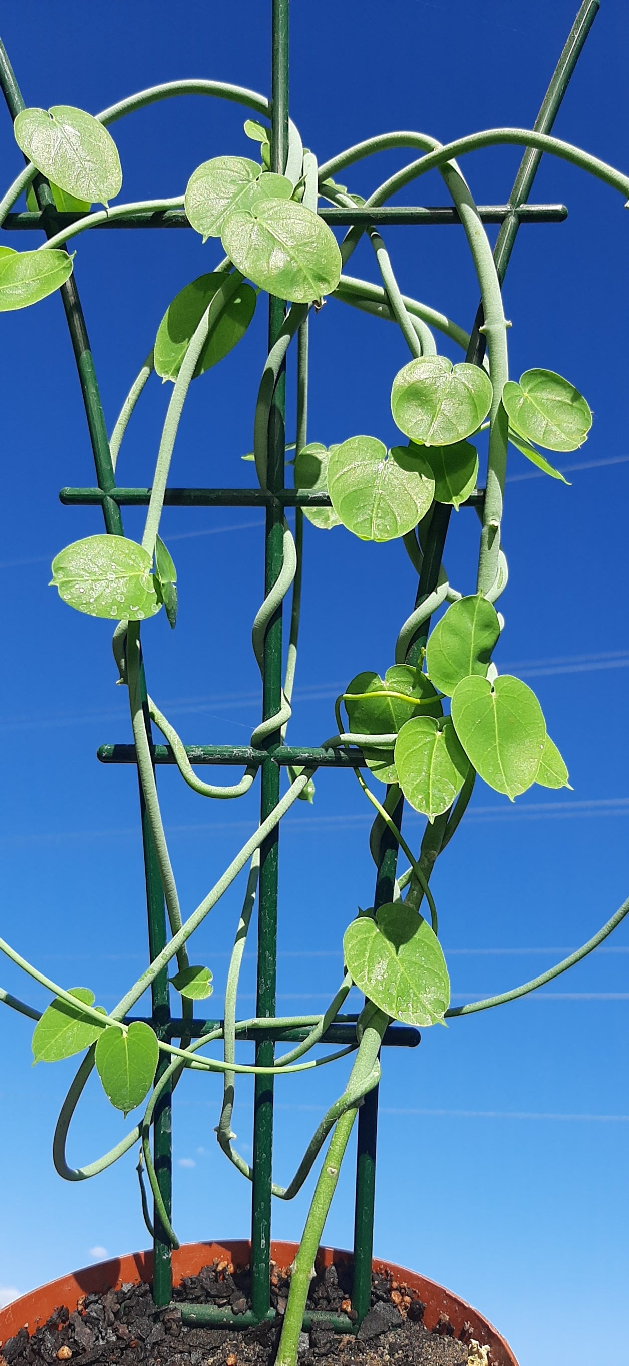 Ceropegia haygarthii
