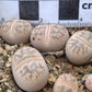 Lithops coleorum (C396) Elisras