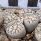 Lithops bromfiedii var. mennellii