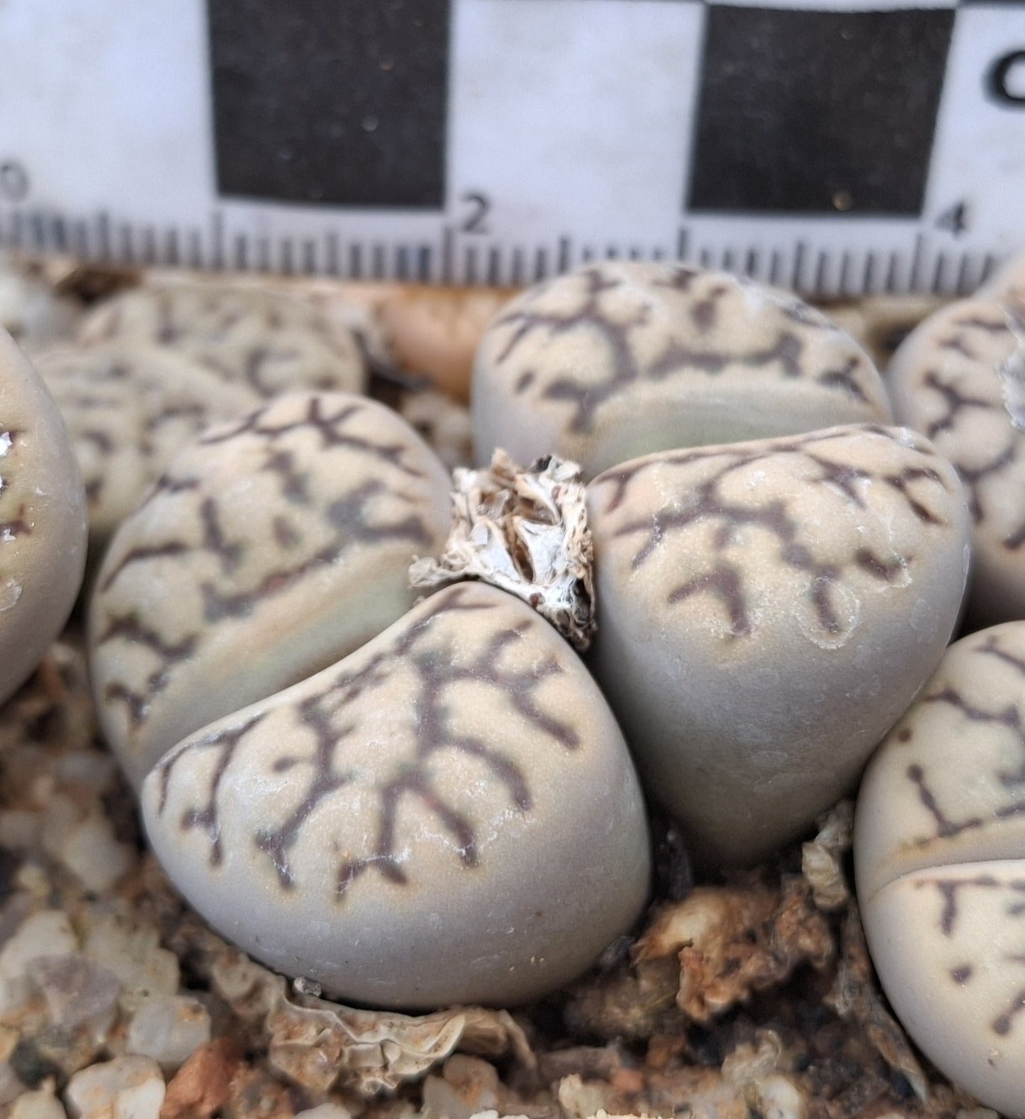 Lithops bromfiedii var. mennellii
