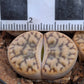 Lithops bromfiedii var. mennellii