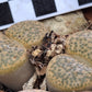 Lithops fulviceps var. fulviceps