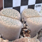 Lithops fulviceps var. fulviceps