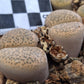 Lithops fulviceps var. fulviceps