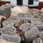Lithops salicola