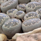 Lithops salicola