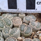 Lithops salicola