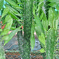 Euphorbia ingens (Naboom/Candelabra Tree)