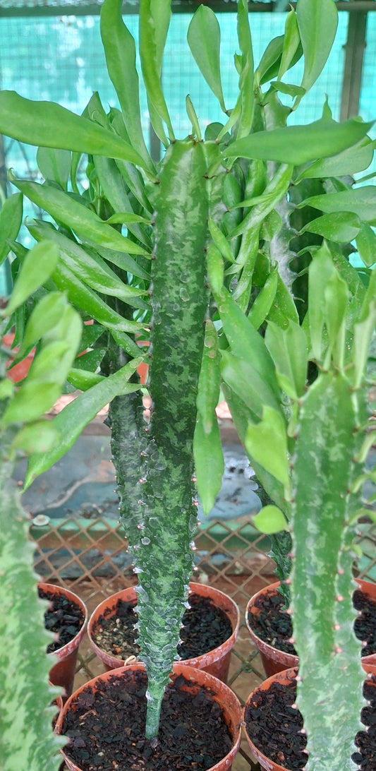 Euphorbia ingens (Naboom/Candelabra Tree)
